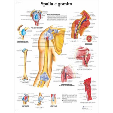 3B Scientific VR4170UU Spalla e Gomito