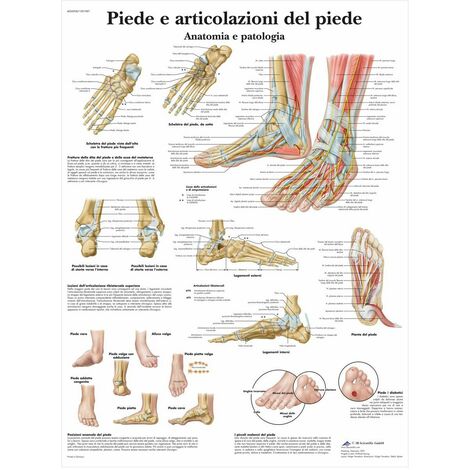 3B Scientific VR4176UU Piede e Articolazione del Piede