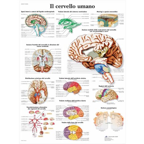 3B Scientific VR4615L il Cervello Umano