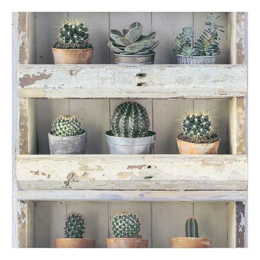 3D Cactus Plant Flower Floral Wood Panel Effect Shelf Wallpaper Luxury Erismann