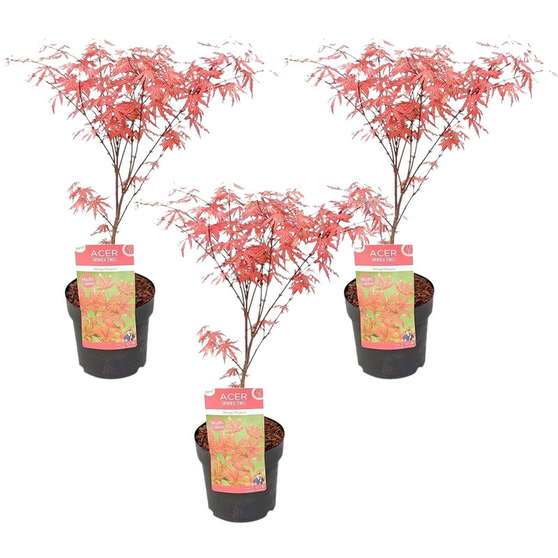 Bloomique - 3x Acer 'Amagi Shigure' – Érable du Japon – Arbuste – Peu d'entretien – ⌀ 13cm - ↕ 25-35cm