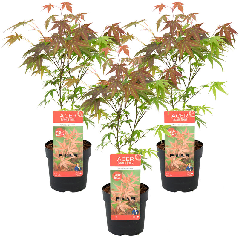 3x Acer Atropurpureum P13H35