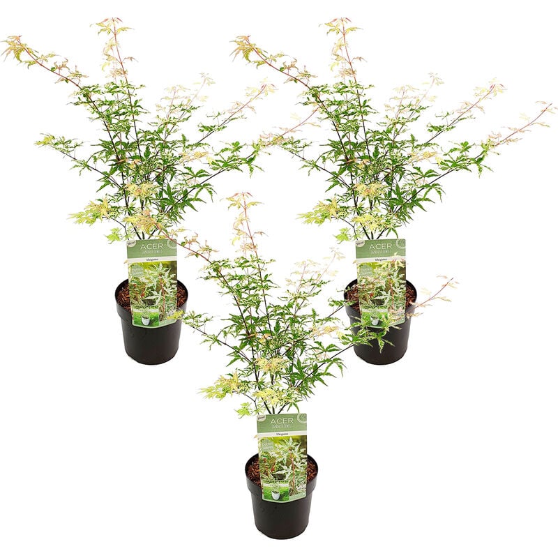 Bloomique - 3x Acer 'Ukigumo' – Érable du Japon – Arbuste – Peu d'entretien – ⌀13cm - ↕30-35cm - White