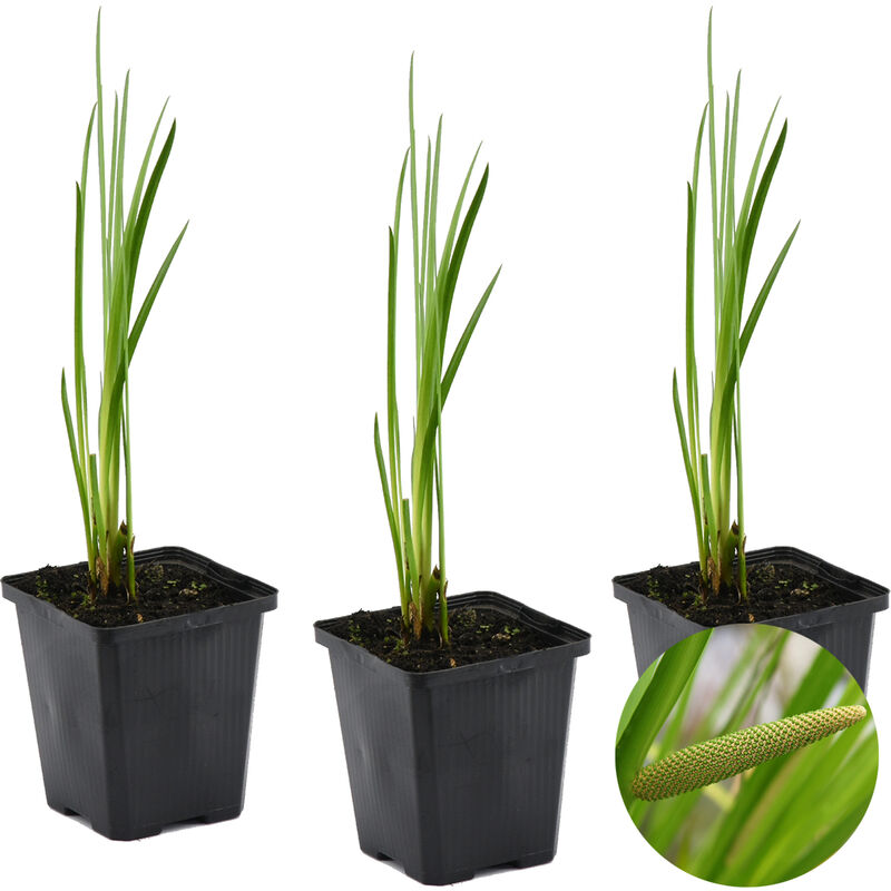 Bloomique - 3x Acorus Calamus – Calamus – Plante de bassin – Faible entretien – Zone 2-3 – ⌀09cm - ↕10-20 cm - Green