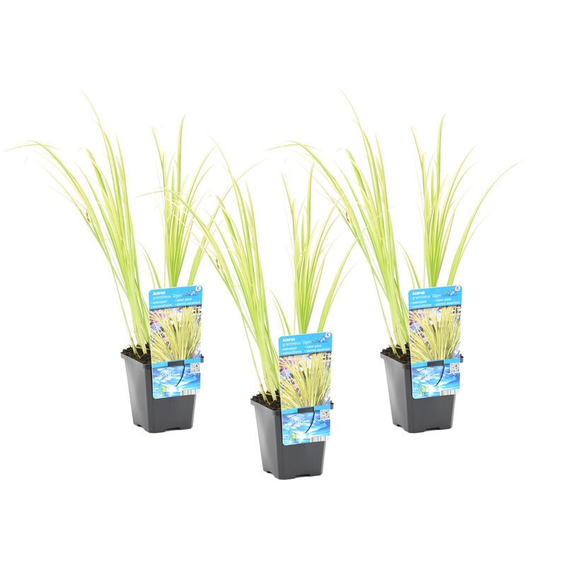 3x Acorus 'Ogon' - Calamus nain - Plante d'étang - À feuilles persistantes - ⌀9 cm - ↕10-20 cm