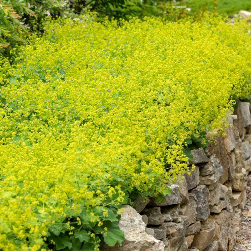 3x Alchemilla mollis P9H20