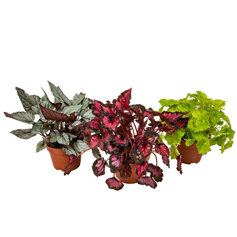 Bloomique - 3x Begonia Beleaf Mix – Feuillage Begonia – Peu d'entretien – ⌀12 cm - ↕20-25 cm - Various colors