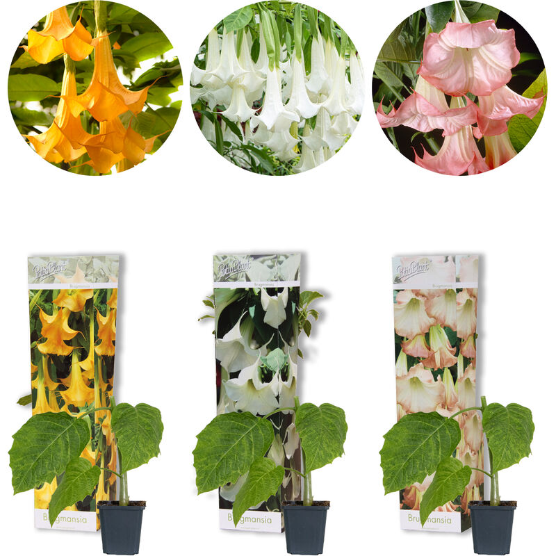 Bloomique - 3x Brugmansia Mix – Trompette d'ange – Plante de bac – Persistante – ⌀9 cm - ↕25-30 cm - Green