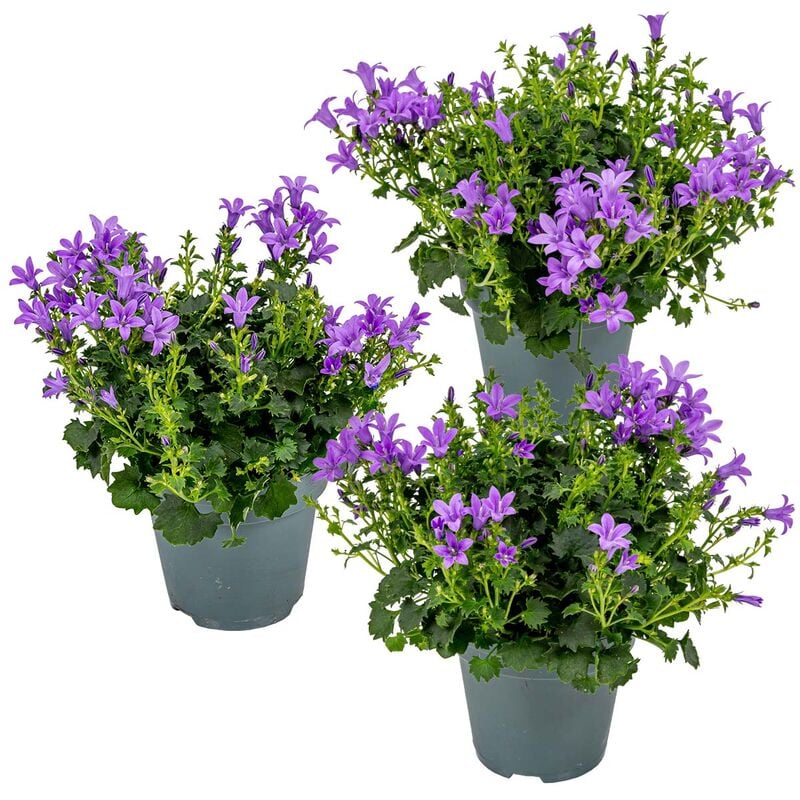 3x Campanule Ambella Violet Intense - Campanule - Couvre-sol - Rustique ⌀10.5 cm⌀15-20 cm - Purple