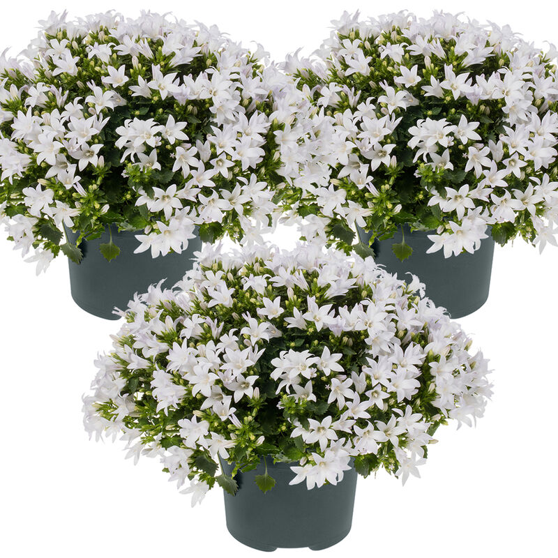 Bloomique - 3x Campanule 'Ambella White' - Campanule - Couvre-sol - Rustique – ⌀10.5 cm - ↕10-15 cm