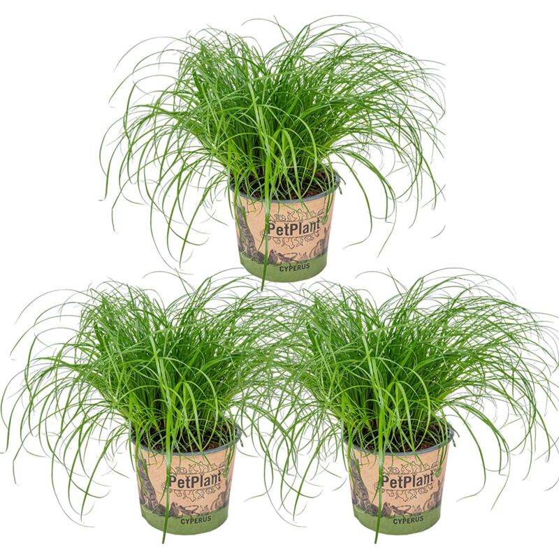 3x Cyperus alternifolius Zumula P12H25