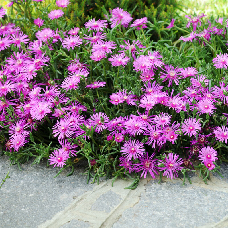 Bloomique - Lot de 3 - Delosperma Cooperi Table Mountain - Fleur de glace - Plantes de jardin - Résistantes à l'hiver - Hauteur 10-20 cm - Pot 9x9 cm