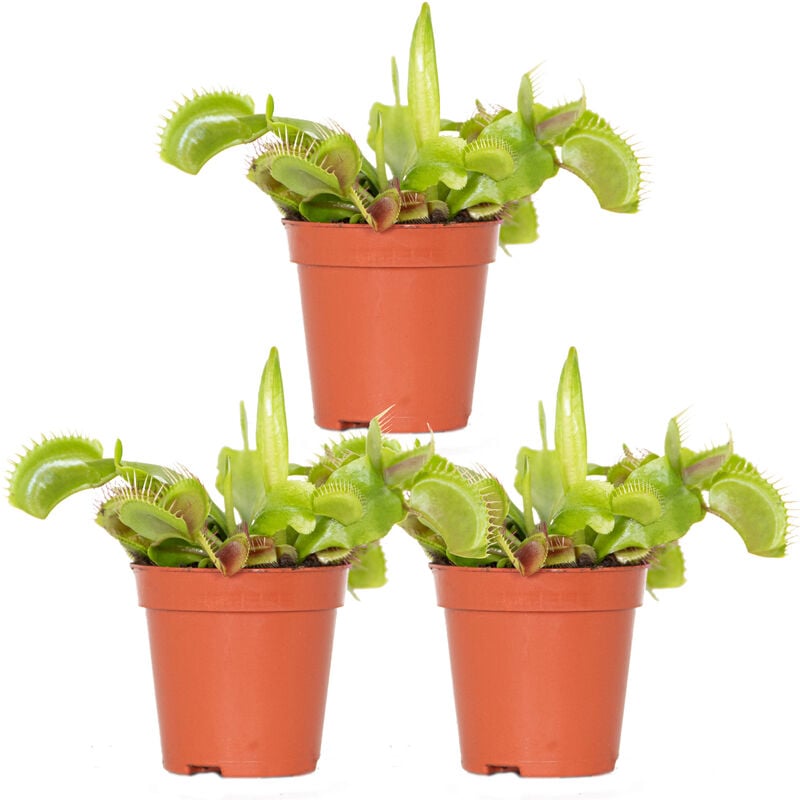 3x Dionaea Muscipula – Plante carnivore – Facile d'entretien ⌀6 cm – ↕05-10 cm