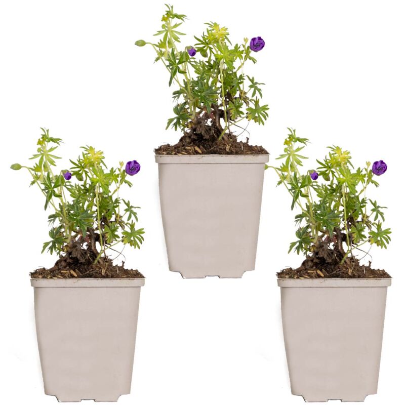 3x Geranium sanguineum P9H15