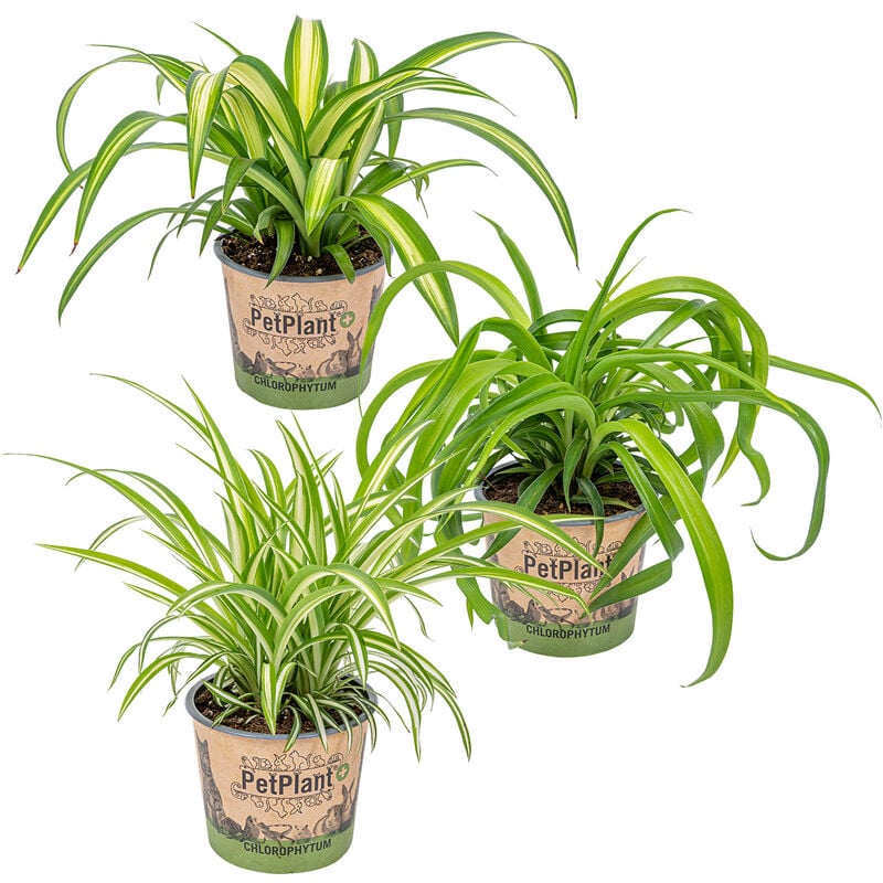3x Grass Lily Mix - Grass Lily - Plantes d'intérieur - Purificateur d'air – ⌀12 cm - ↕20-25 cm - Green