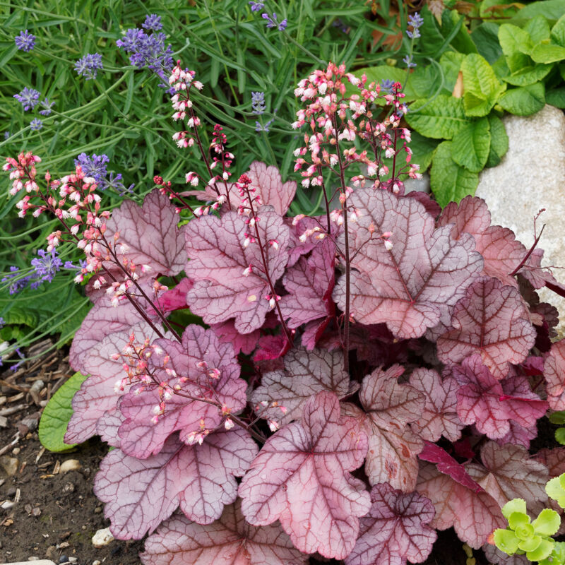3x Heuchera mic. Palace Purple P9H15