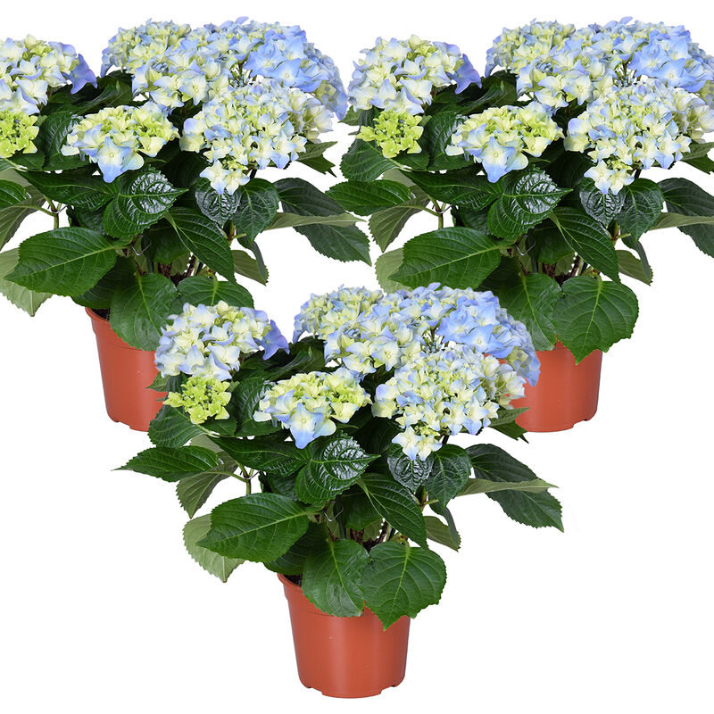 Bloomique - 3x Hydrangea macrophylla 'Early Blue' – Hortensia – Arbuste - Rustique – ⌀14 cm - ↕30-40 cm