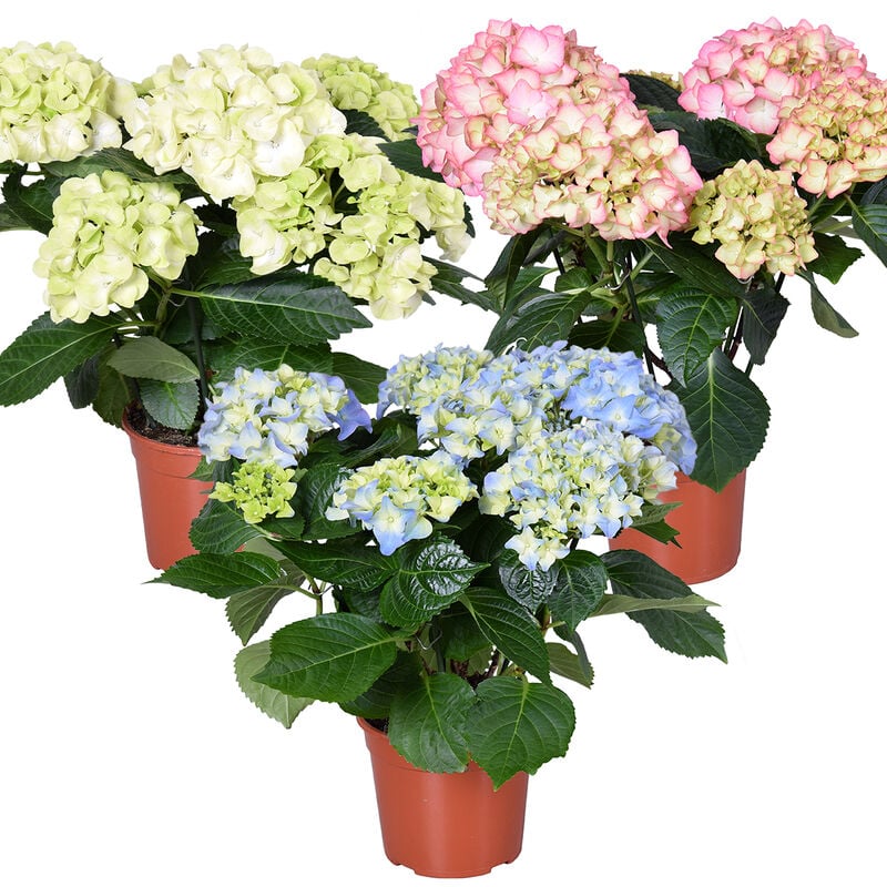 Bloomique - 3x Hydrangea macrophylla Mix – Hortensia – Arbuste - Rustique – ⌀14 cm - ↕30-40 cm - Various colors