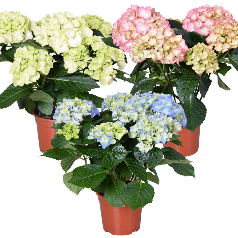 Bloomique - 3x Hydrangea Macrophylla Mix – Hydrangea – Strauch – Winterheart – ⌀14 Cm – ↕30-40 Cm