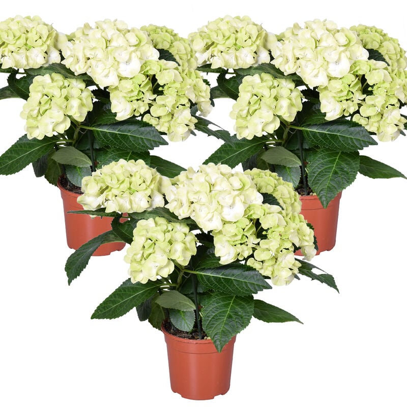 Bloomique - 3x Hydrangea macrophylla 'Schneeball' - Hortensia - Arbuste - Rustique – ⌀14 cm - ↕30-40 cm