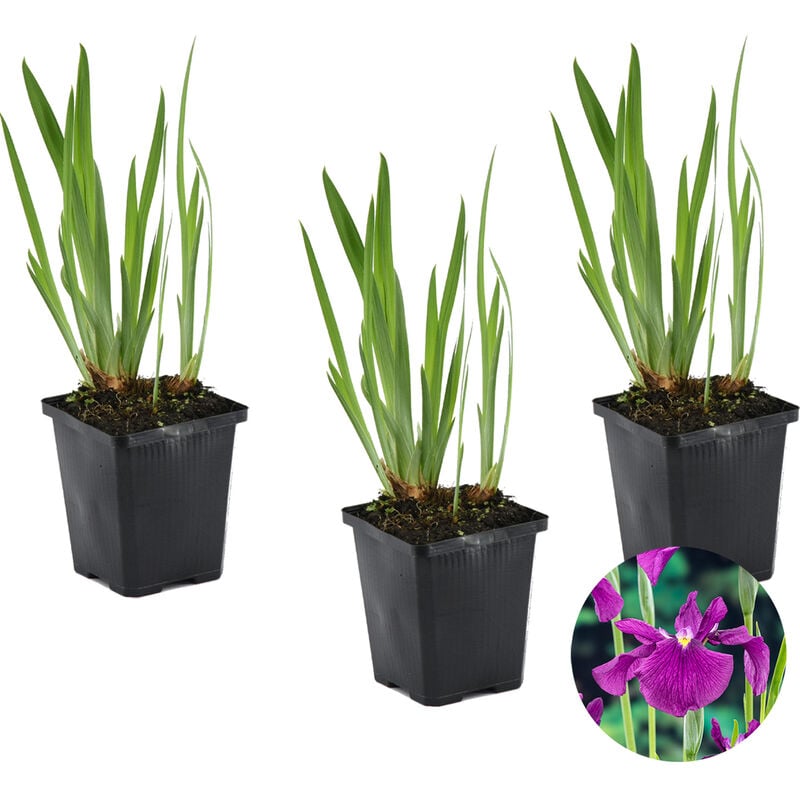 Bloomique - 3x Iris 'Kaempferi' - Iris japonais - Plante de bassin - Rustique - ⌀9 cm - ↕20-30 cm - Purple