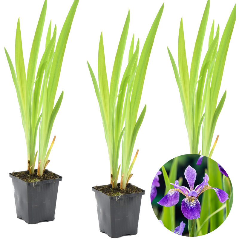 3x Iris 'Versicolor' - Iris sauvage - Plante de bassin - Rustique - ⌀9 cm - ↕20-30 cm