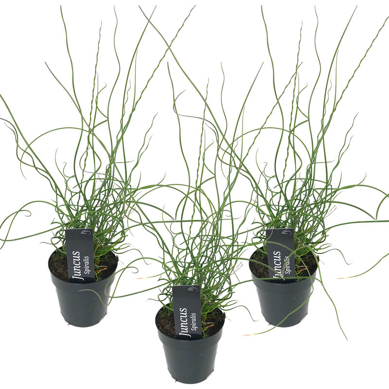 Bloomique - 3x Juncus Spiralis – Tire-bouchon Herbe – Facile d'entretien – Zone 1/2 – ⌀9cm - ↕30-40 cm - Brown