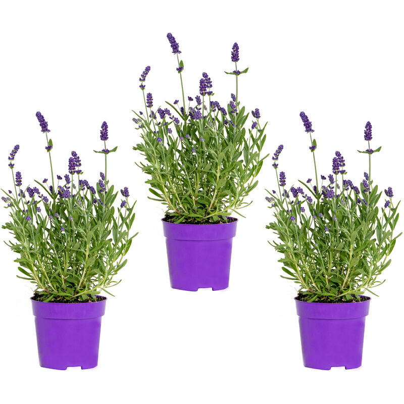 Bloomique - 3x Lavandula angustifolia 'Ardèche Blue' - Lavande - Arbuste - Rustique – ⌀10.5 cm - ↕10-15 cm - Purple