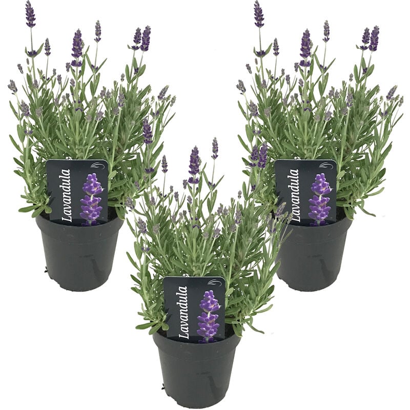 Bloomique - 3x Lavandula angustifolia 'Ardèche' - Lavande - Arbuste - Rustique – ⌀12 cm - ↕20-25 cm - Purple