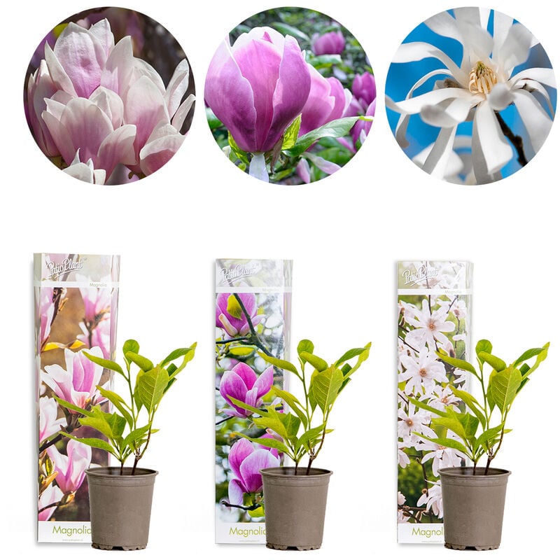 Bloomique - 3x Magnolia Mix – Castor – Arbuste – Entretien facile – ⌀09 cm - ↕20-25 cm - Various colors