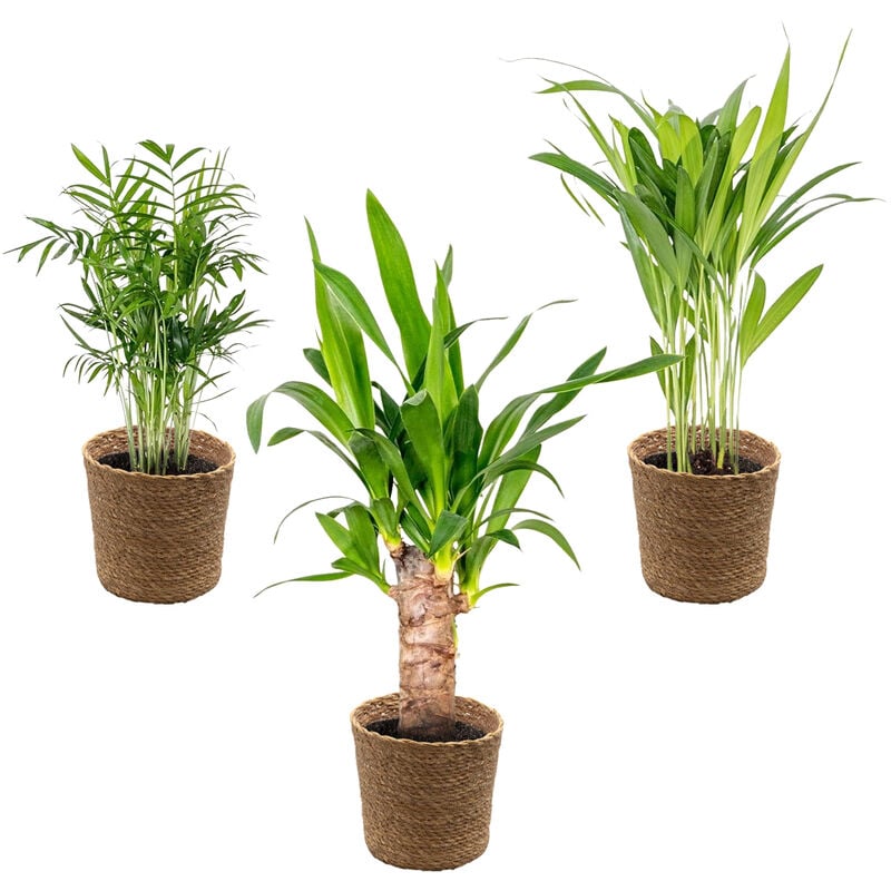 Bloomique - 3x mélange de palmiers tropicaux Incl. Panier en jonc de mer - ⌀12 cm - ↕20-45 cm