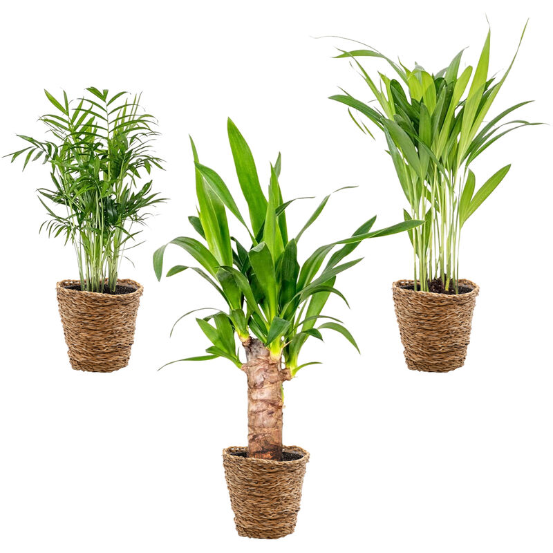 Bloomique - 3x mélange de palmiers tropicaux Incl. Panier en jonc de mer – ⌀12 cm - ↕20-45 cm - Green