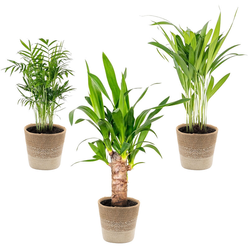 3x mélange de palmiers tropicaux Incl. Panier en jute - ⌀12 cm - ↕20-45 cm