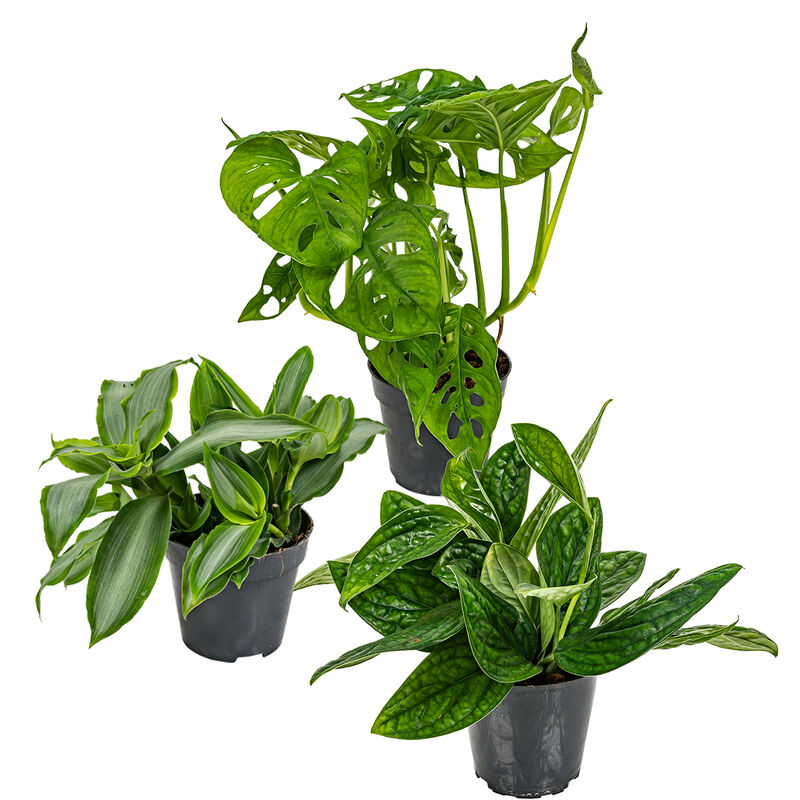 Bloomique - 3x Mélange de plantes botaniques - Epipremnum - Singe Monstera - Murdannia – ⌀12 cm - ↕20-25 cm - Green