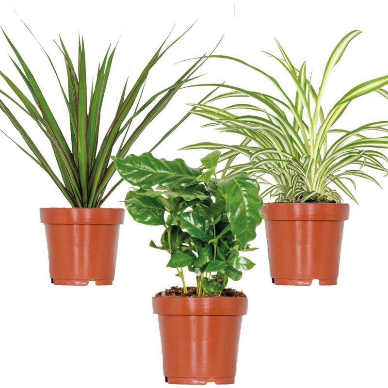 3x Mélange de plantes d'intérieur – Coffea-Dracaena-Chlorophytum– ⌀12 cm - ↕ 25-35 cm - Green