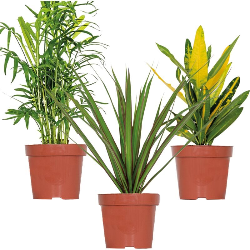 3x Mélange de plantes d'intérieur tropicales – Dracaena-Chamaedorea-Codiaeum – ⌀12 cm - ↕ 25-40 cm - Green