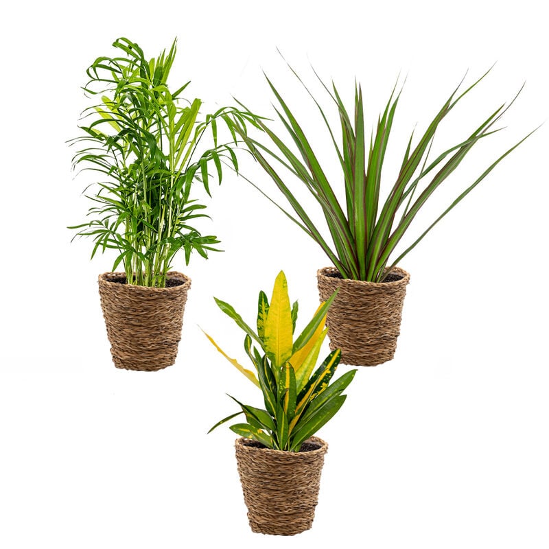 Bloomique - 3x Mélange de plantes d'intérieur tropicales Incl. Panier en jonc de mer - ⌀12 cm - ↕ 25-40 cm - Green