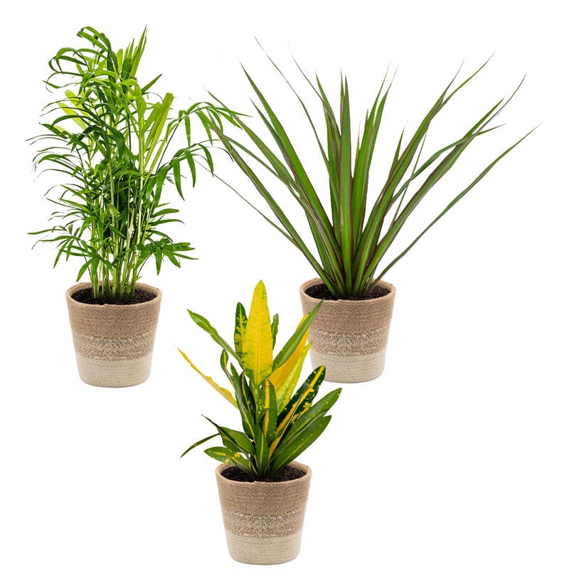 Bloomique - 3x Mélange de plantes d'intérieur tropicales Incl. Panier en jute – Purificateur d'air – ⌀12 cm - ↕ 25-40 cm
