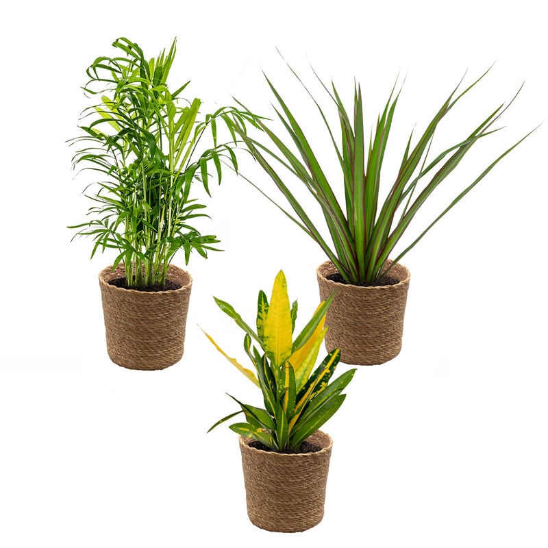 Bloomique - 3x Mélange de plantes d'intérieur tropicales Incl. Seagrass Basket Lux – ⌀12 cm - ↕ 25-40 cm