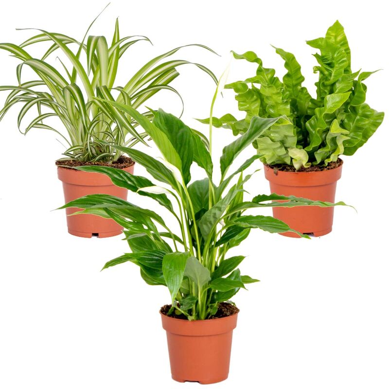 Bloomique - 3x Mélange Plantes Salle de Bain – Spatiphyllum-Asplenium-Chlorophytum – ⌀12 cm - ↕ 25-45 cm