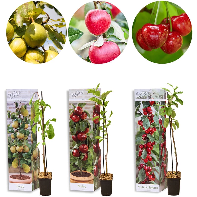 Bloomique - 3x Mini Fruit Mix – Arbres fruitiers – Facile d'entretien – ⌀9 cm - ↕30-35 cm
