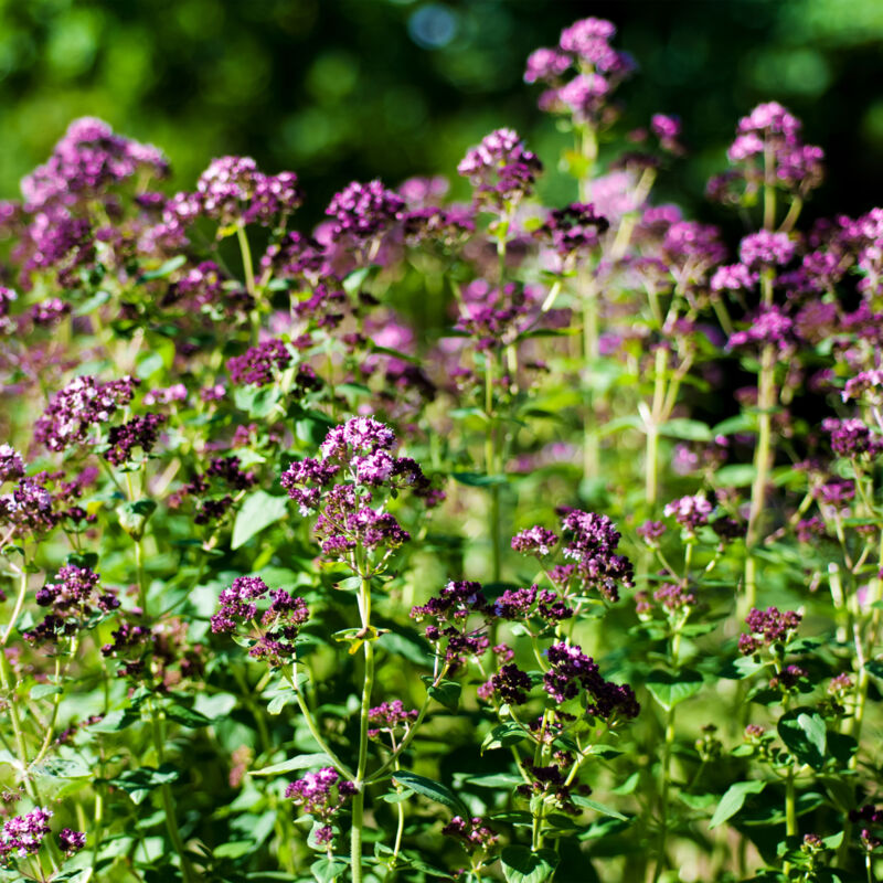 3x Origanum vulgare P9H20