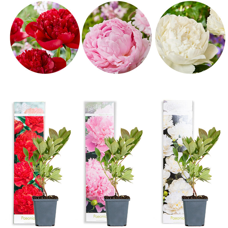 Bloomique - 3x Paeonia Mix – Pivoine – Arbuste – Rustique – ⌀09 cm - ↕15-20 cm - Various colors