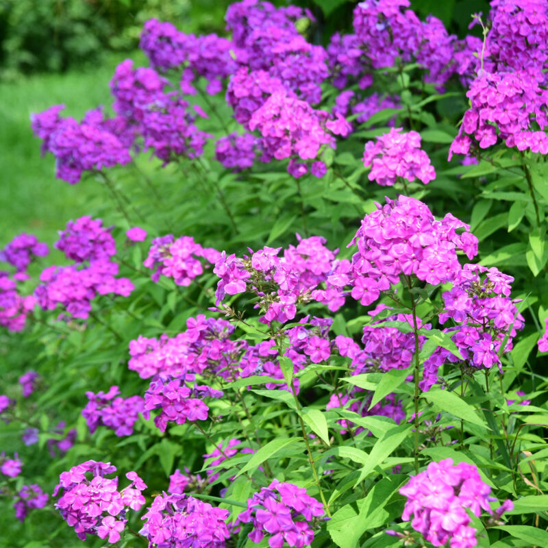 3x Phlox (p) 'Laura' P9H20
