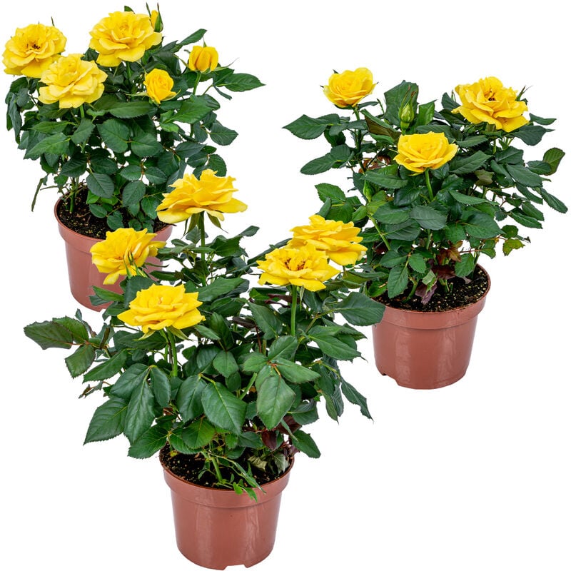 Bloomique - 3x Pot Rose Jaune - Rosa – Plante de terrasse & d'intérieur – ⌀12cm – ↕20-30cm - Yellow
