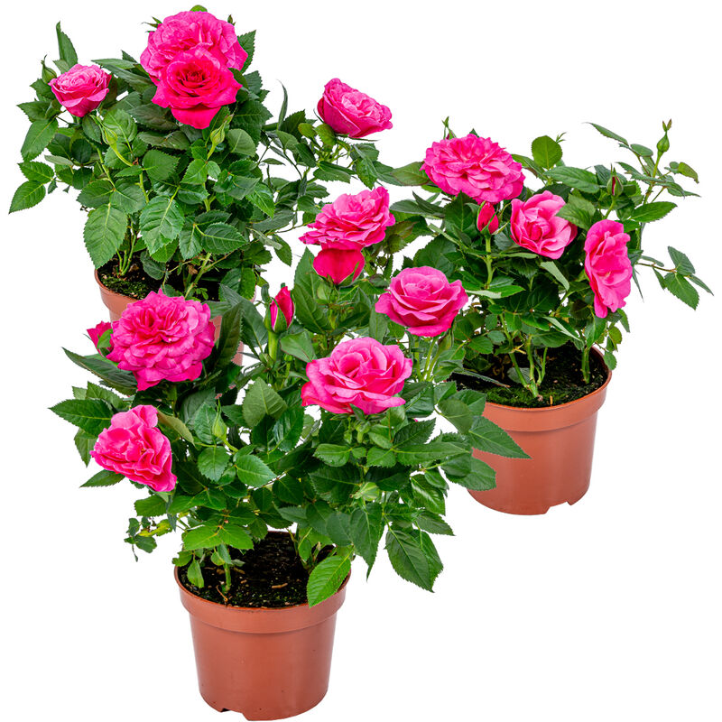 Bloomique - 3x Pot Rose Rose - Rosa – Plante de terrasse & d'intérieur – ⌀12cm – ↕20-30cm - Pink