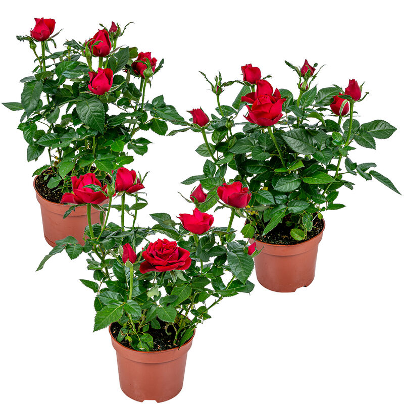 Bloomique - 3x Pot Rose Rouge - Rosa - Plante d'intérieur & terrasse - ⌀12cm– ↕20-30cm