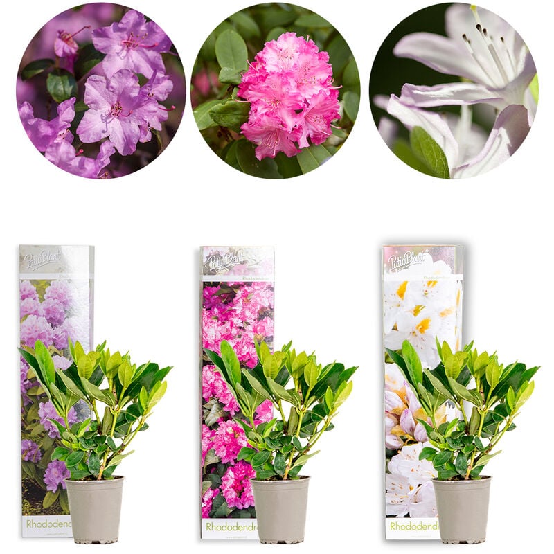 3x Rhododendron Mix – Rhododendron – Arbuste – Persistant – ⌀09 cm - ↕15-20 cm