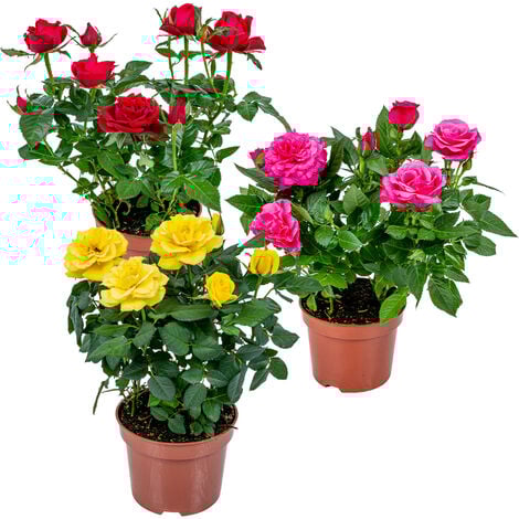 3x Rosa Bling Mix P12H30