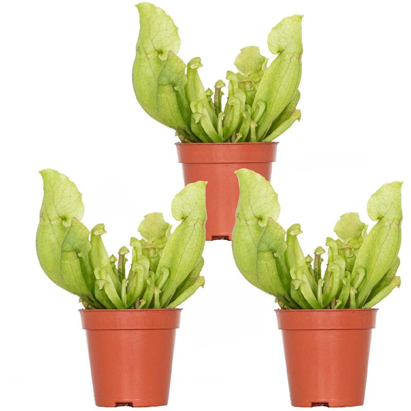 Bloomique - 3x Sarracenia 'Juthatip Soper' – Plante carnivore – Entretien facile ⌀6 cm – ↕05-10cm - Red